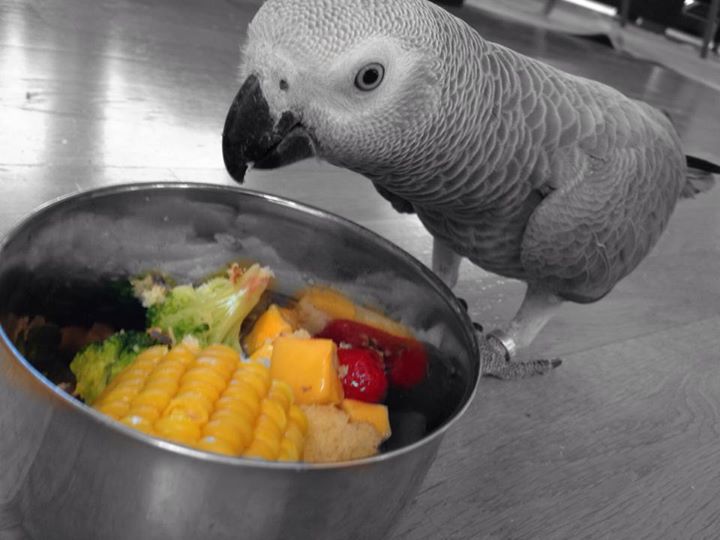 Healthy & Delicious Diet for African Grey