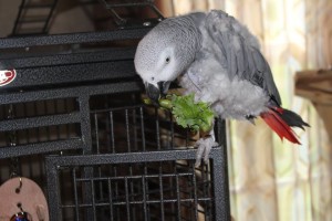 African Grey Parrot feeding