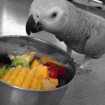 African Grey Parrot Feeding