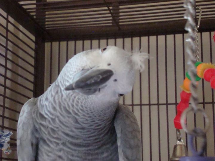african grey parrot accessories