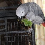 African Grey Parrot feeding