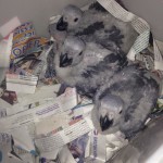 Hatching in African Grey Parrot
