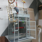 African Grey Parrots Cages & Housing