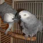 Breeding African Gray Parrots