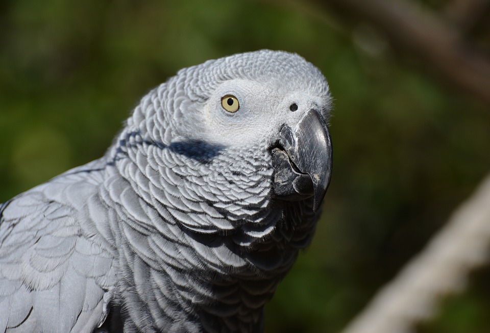 Health Signs in African Grey