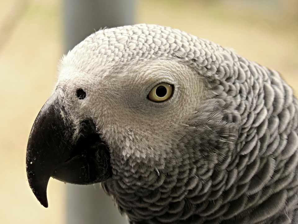 Signs of Illness in African Grey