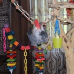 Naturals Rope Ladder Bird Toy by Prevue Hendryx
