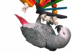 Best Foraging Toys For African Grey Parrots
