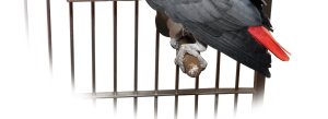 Forage Toy for African Grey Parrot