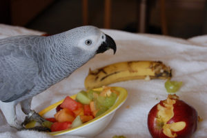 African Grey Parrot – Food, Supplements and Toxics